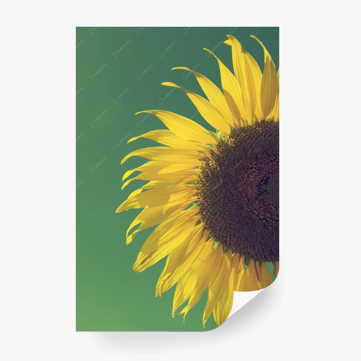 Fototapete strahlende sonnenblume vor vintage-himmel – Wallnifity®