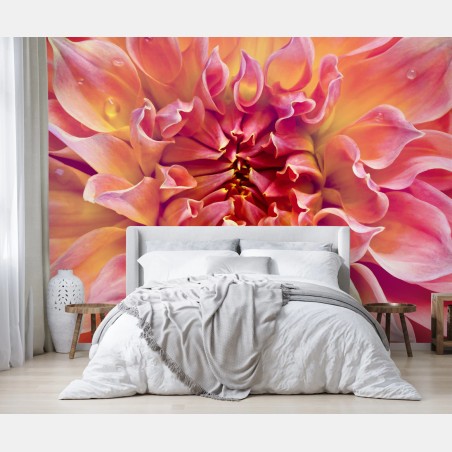 Fototapete rosa dahlie nahaufnahme – Wallnifity®