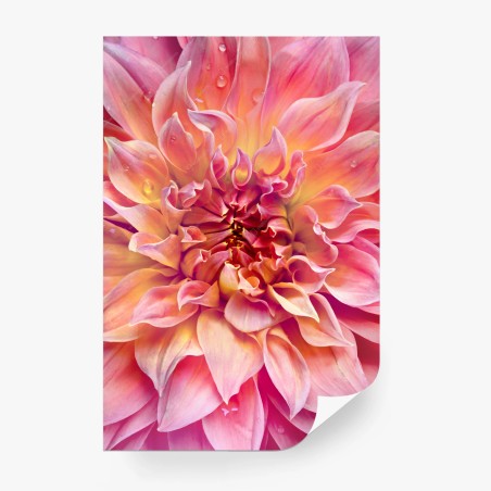 Fototapete rosa dahlie nahaufnahme – Wallnifity®