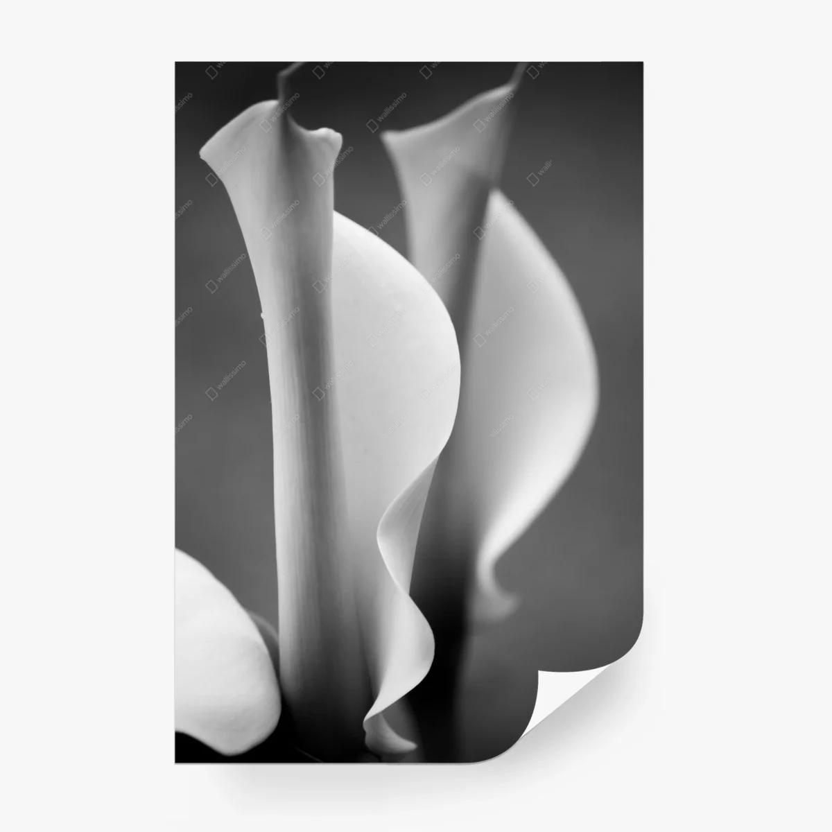 Fototapete elegante calla-lilien in monochrom – Wallnifity®