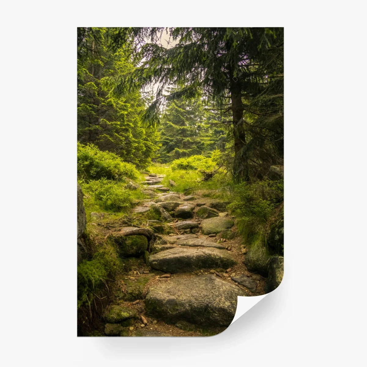 Fototapete ruhiger waldweg durch nadelwald – Wallnifity®