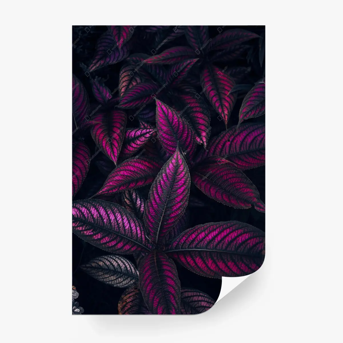 Fototapete leuchtendes violettes blättermotiv – Wallnifity®