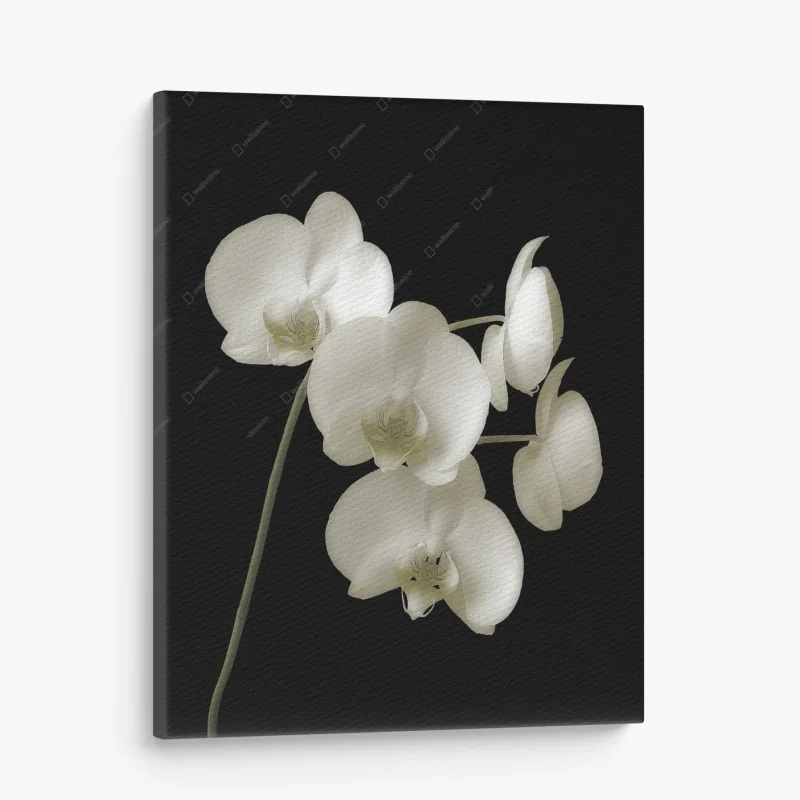 Leinwandbild weiße orchidee auf schwarzem hintergrund – Wallnifity® Leinwandbild weiße orchidee auf schwarzem hintergrund – Wallnifity®