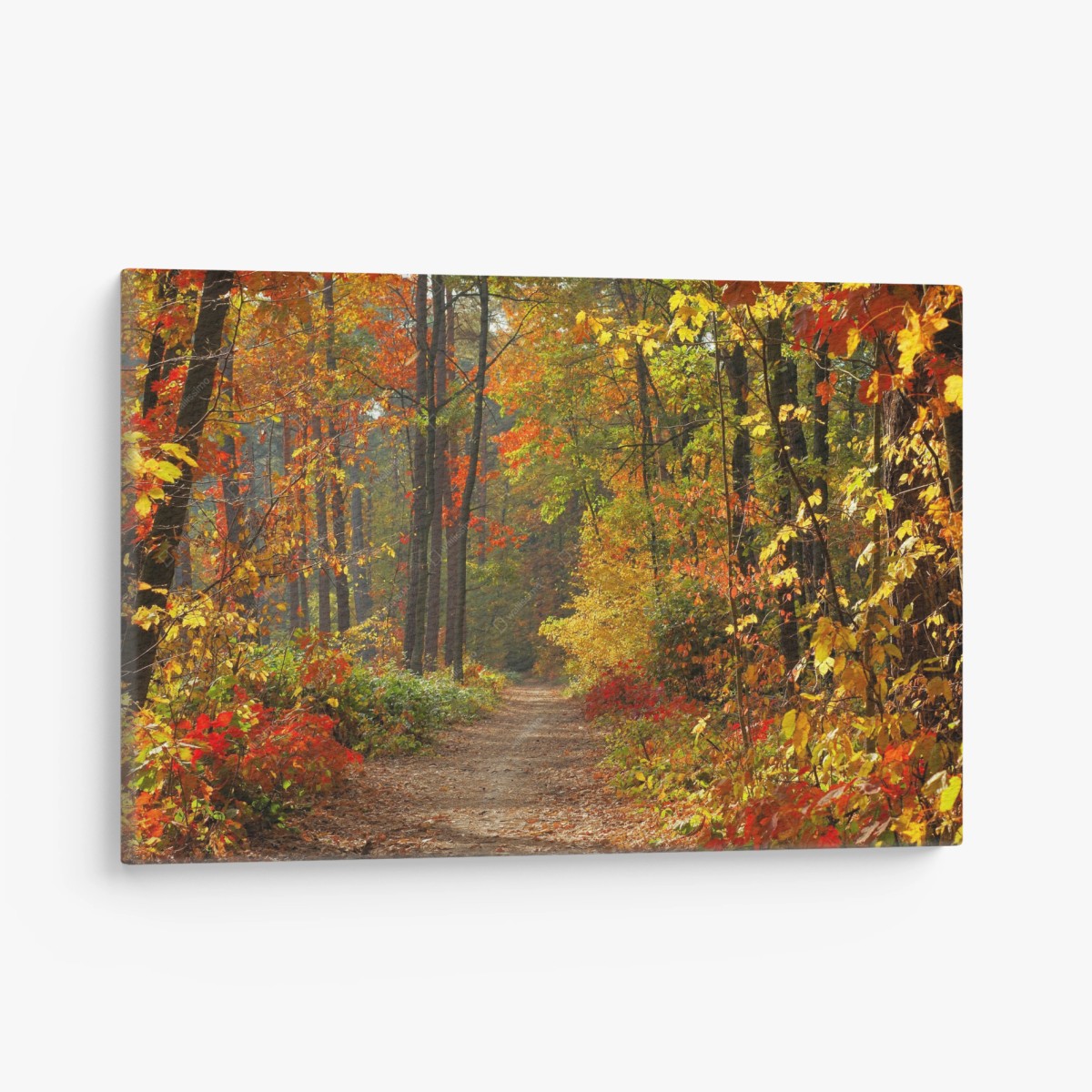 Leinwandbild herbstlicher waldpfad im goldenen licht – Wallnifity®