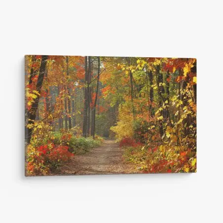 Leinwandbild herbstlicher waldpfad im goldenen licht – Wallnifity®