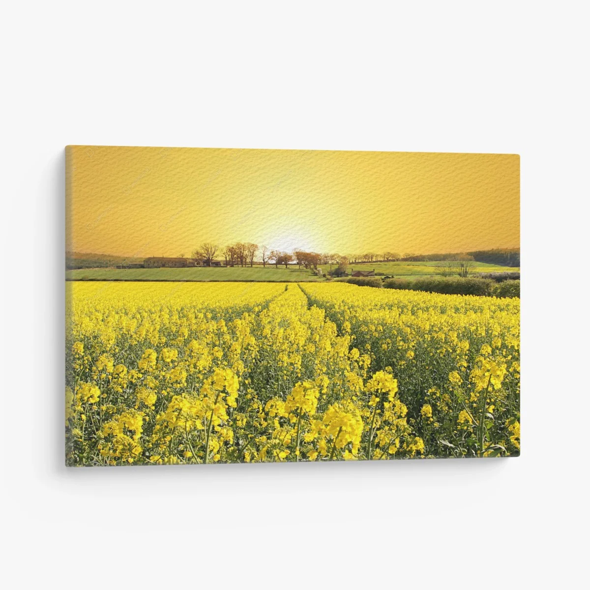 Leinwandbild goldenes rapsfeld bei sonnenuntergang – Wallnifity® Leinwandbild goldenes rapsfeld bei sonnenuntergang – Wallnifity®