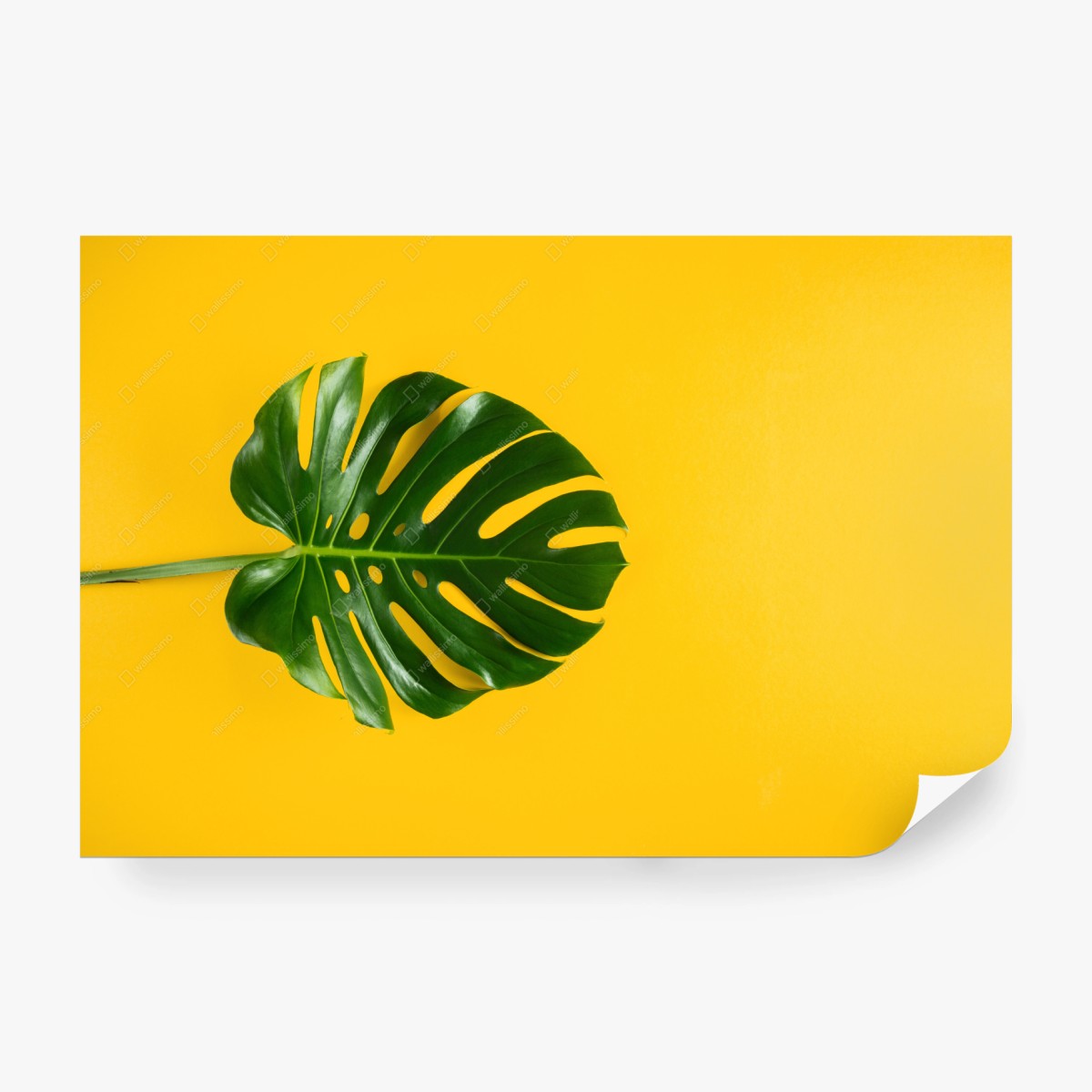 Fototapete monstera-blatt auf gelbem hintergrund – Wallnifity®