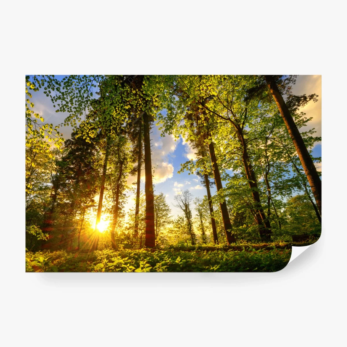 Fototapete sonnenbeschienener waldweg in der goldenen stunde – Wallnifity®
