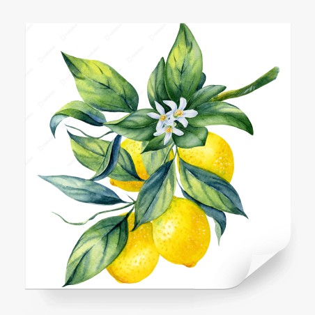 Fototapete aquarell zitronenzweig – Wallnifity®