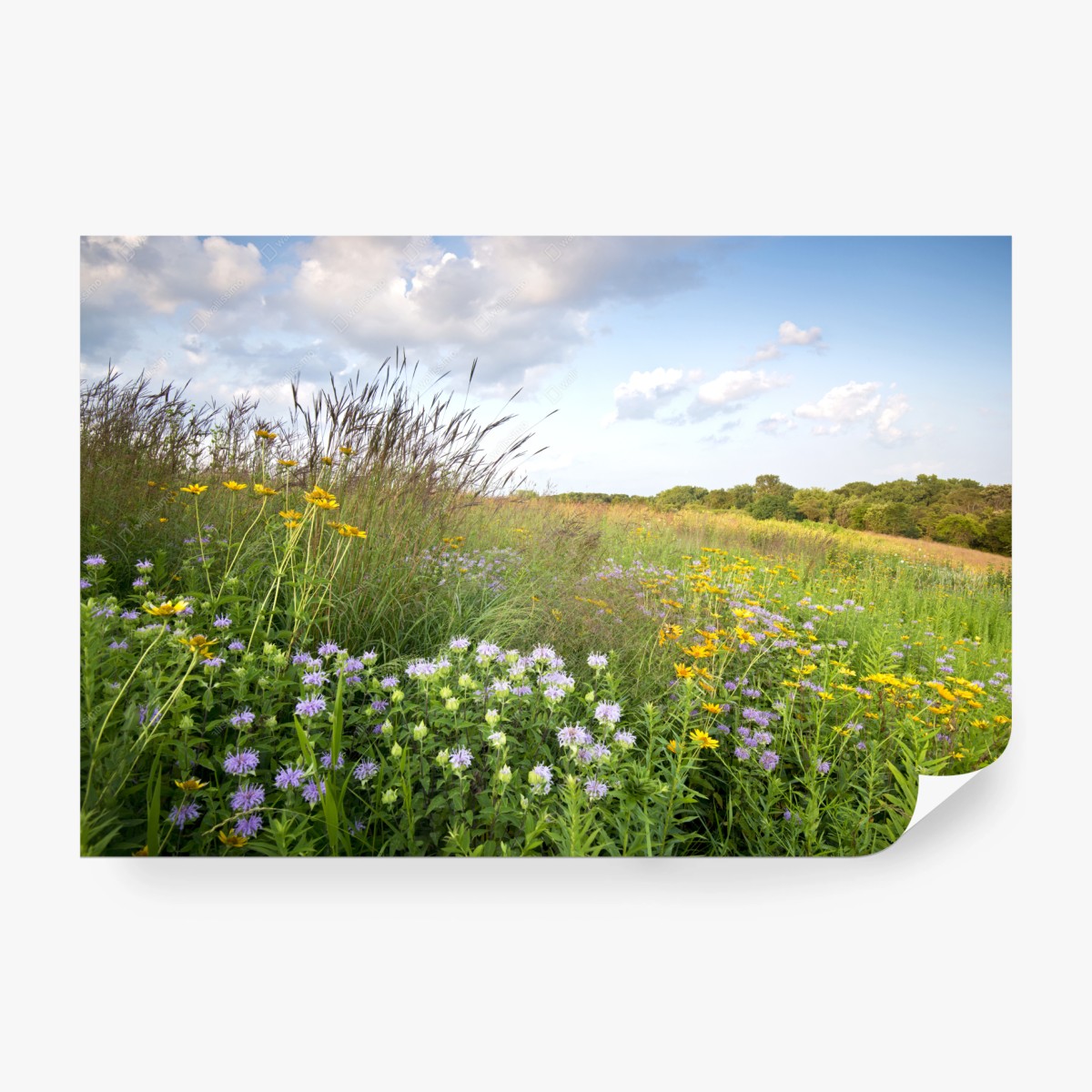 Fototapete sonnige wildblumenwiese – Wallnifity®