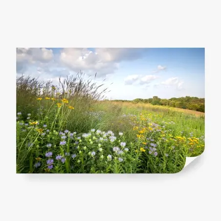 Fototapete sonnige wildblumenwiese – Wallnifity®