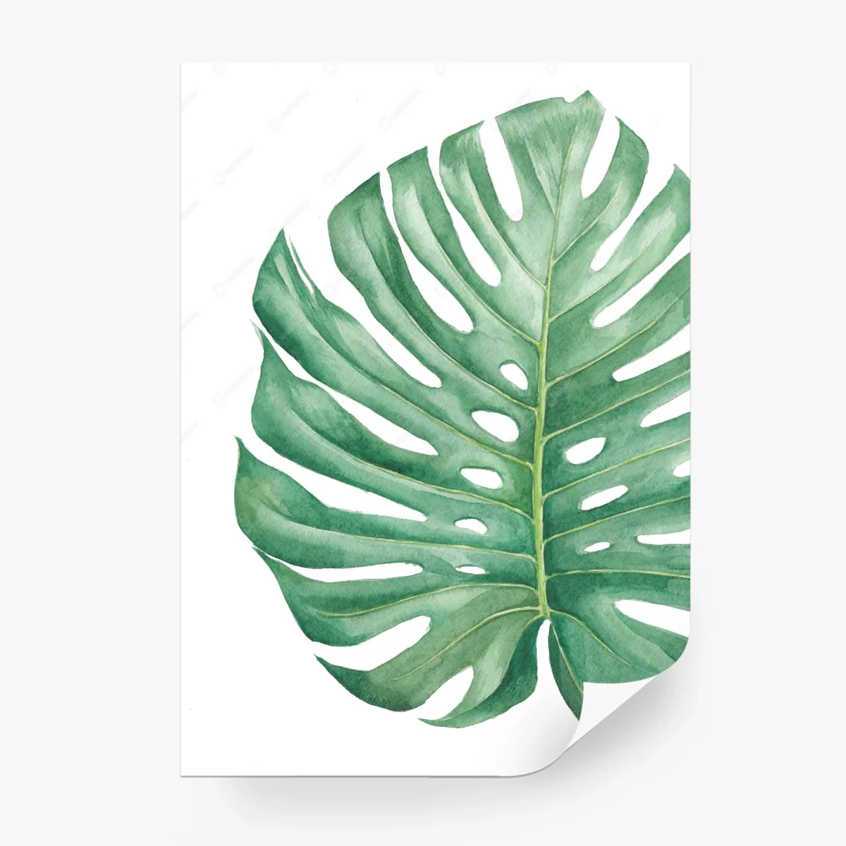Fototapete tropisches monstera blatt in aquarell – Wallnifity®