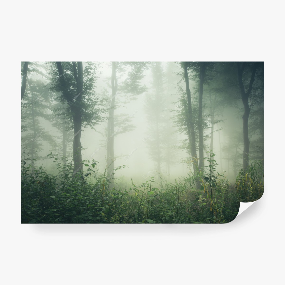 Fototapete nebliger wald am morgen – Wallnifity® Fototapete nebliger wald am morgen – Wallnifity®