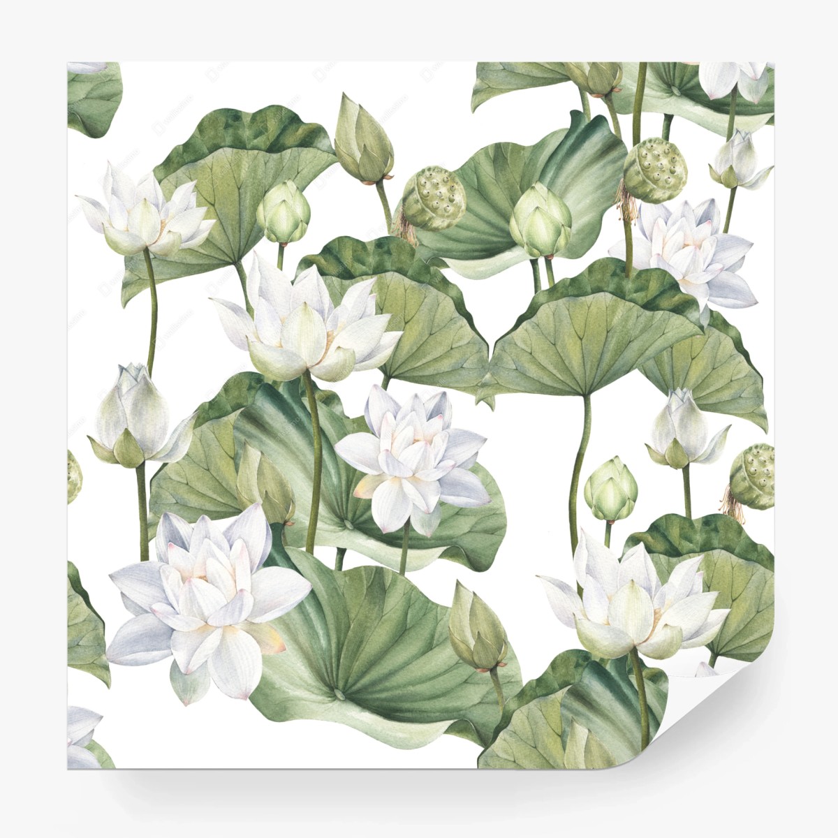 Fototapete weißer lotus aquarell botanisches muster – Wallnifity®