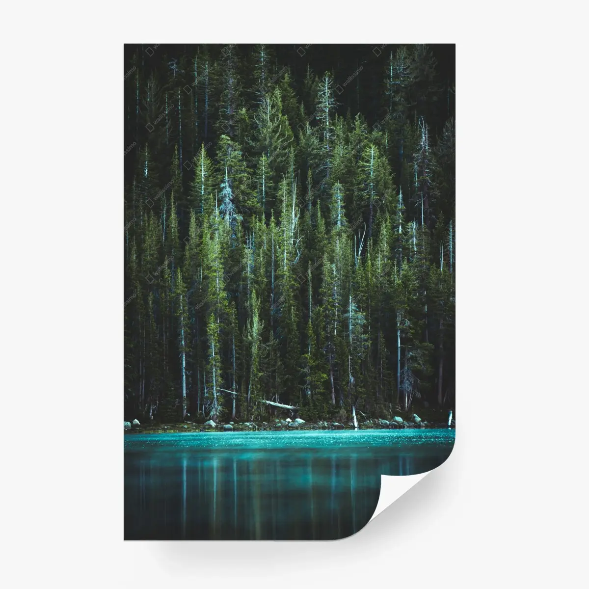 Fototapete ruhiger türkissee und immergrüner wald – Wallnifity®