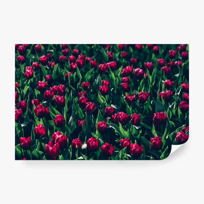 Fototapete feld roter tulpen – Wallnifity® Fototapete feld roter tulpen – Wallnifity®