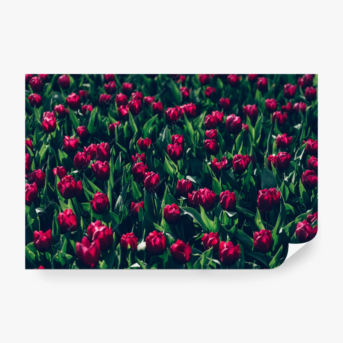 Fototapete feld roter tulpen – Wallnifity®