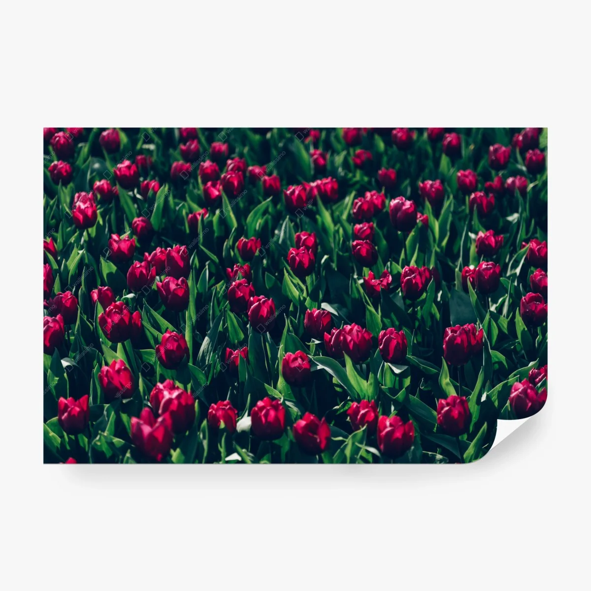 Fototapete feld roter tulpen – Wallnifity® Fototapete feld roter tulpen – Wallnifity®