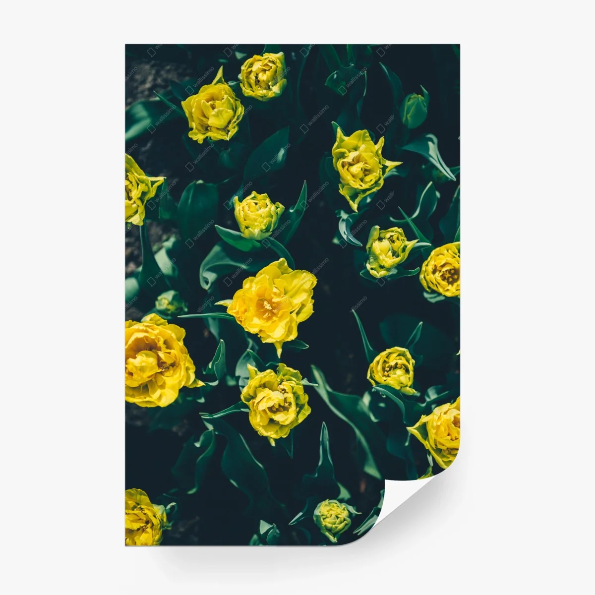 Fototapete leuchtende gelbe tulpen im nahblick – Wallnifity®