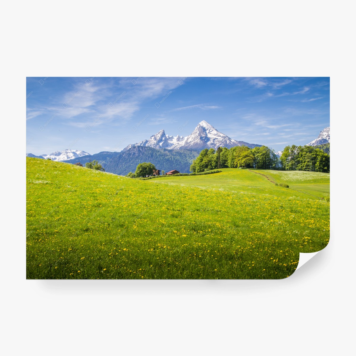 Fototapete alpenwiese mit schneebedeckten bergspitzen – Wallnifity®
