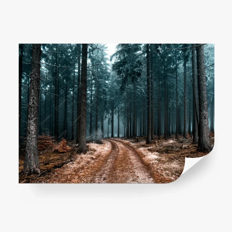 Fototapete nebliger waldweg zwischen kiefern – Wallnifity®