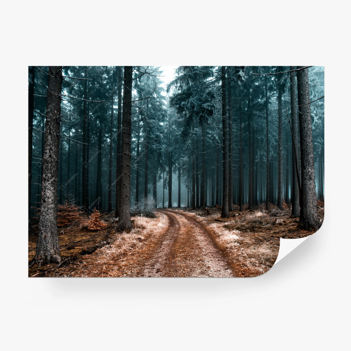 Fototapete nebliger waldweg zwischen kiefern – Wallnifity®
