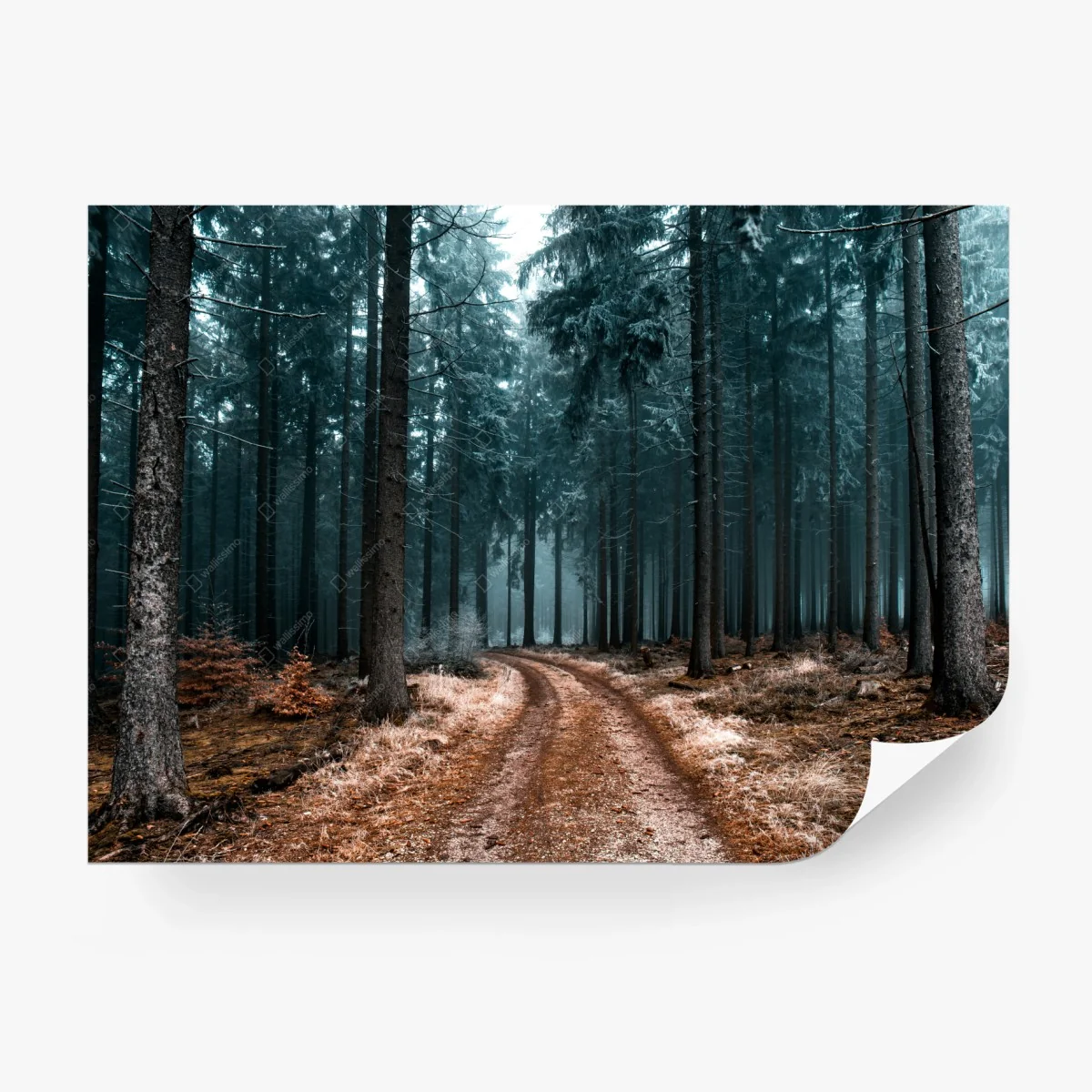 Fototapete nebliger waldweg zwischen kiefern – Wallnifity®