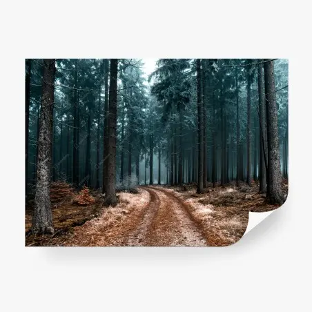 Fototapete nebliger waldweg zwischen kiefern – Wallnifity®