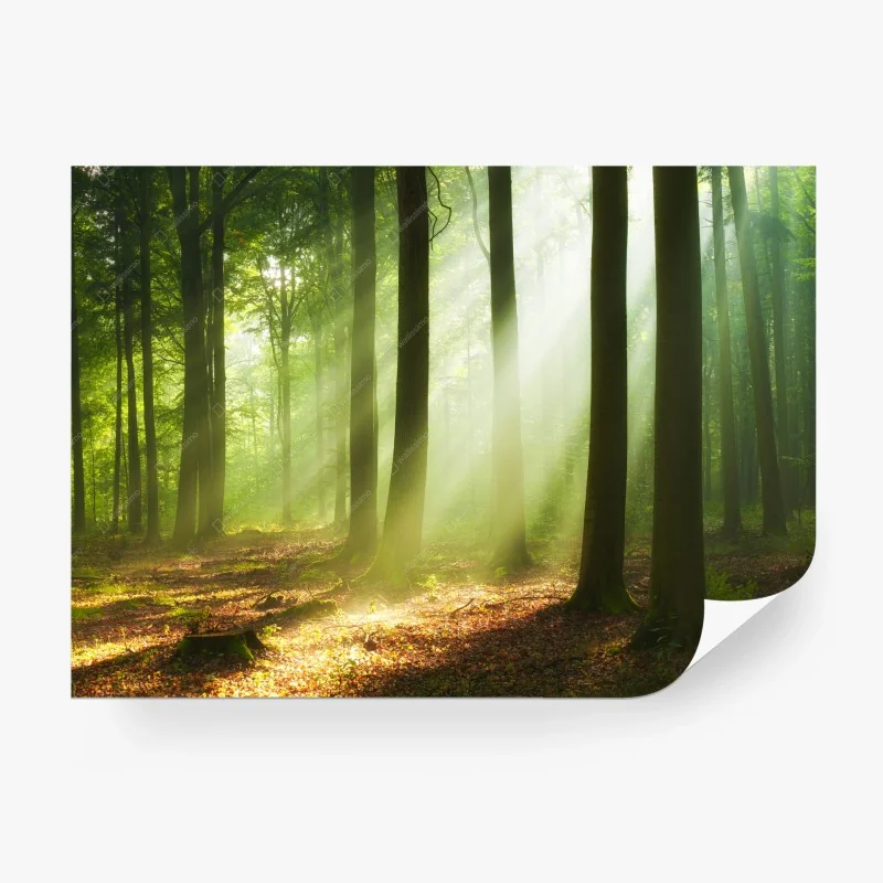 Wälder – Wallnifity®