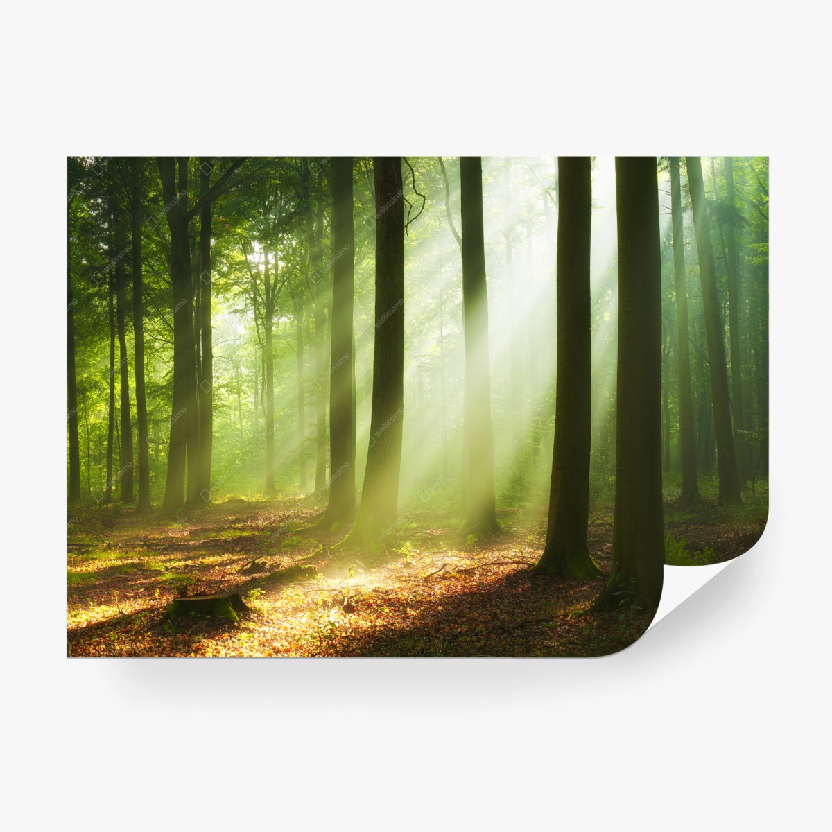 Fototapete sonniger morgen im wald – Wallnifity®