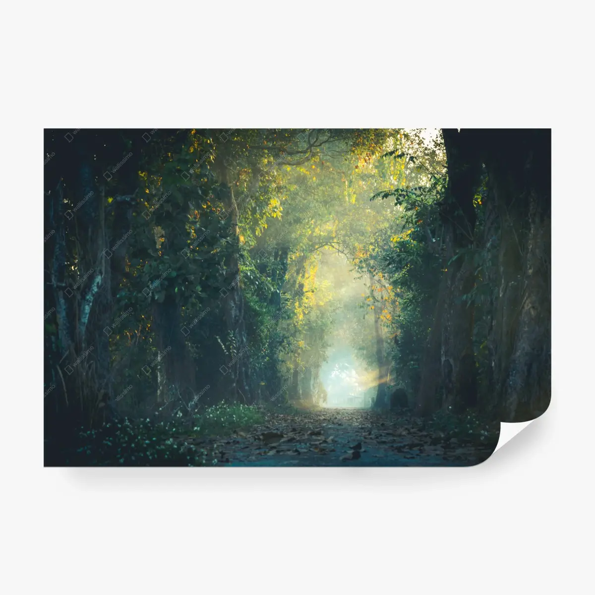 Fototapete verwunschener waldpfad mit sonnenstrahl – Wallnifity®