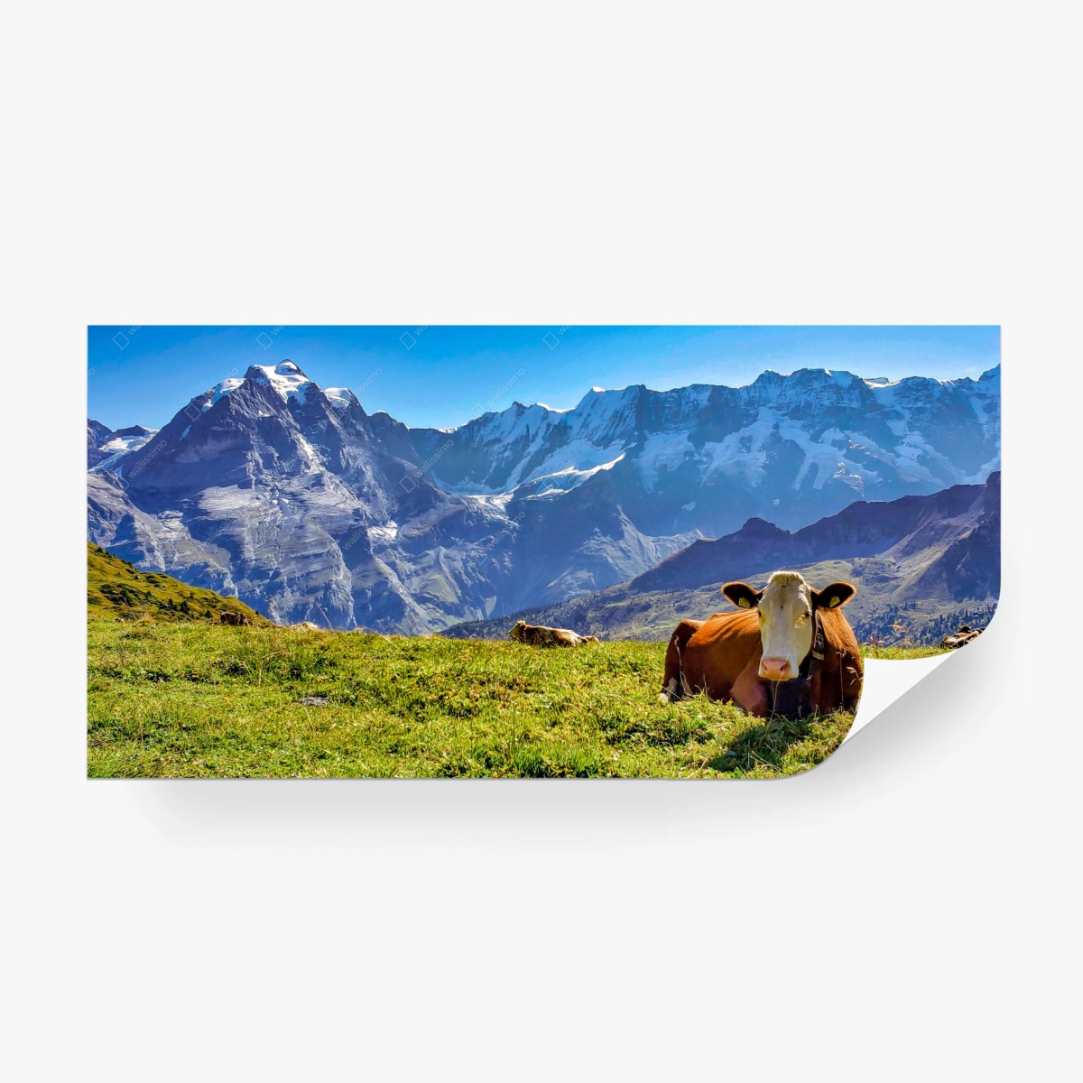 Fototapete alpenwiese mit ruhender kuh – Wallnifity®