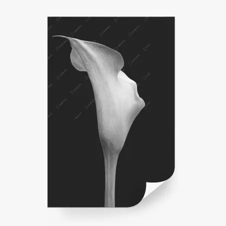 Fototapete anmutige calla in graustufen – Wallnifity®
