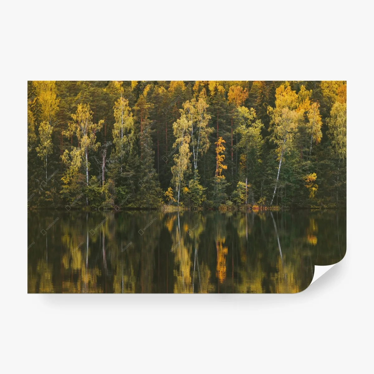 Fototapete herbstwald spiegelung im see – Wallnifity®