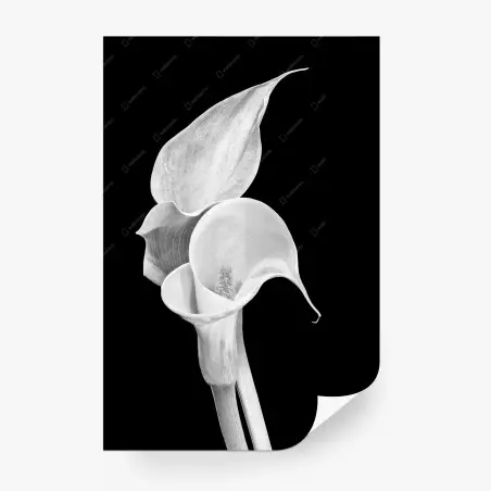 Fototapete weiße calla in monochrom – Wallnifity®