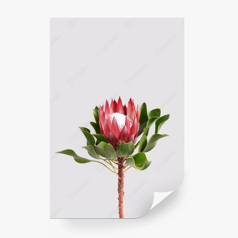 Blumen – Wallnifity®