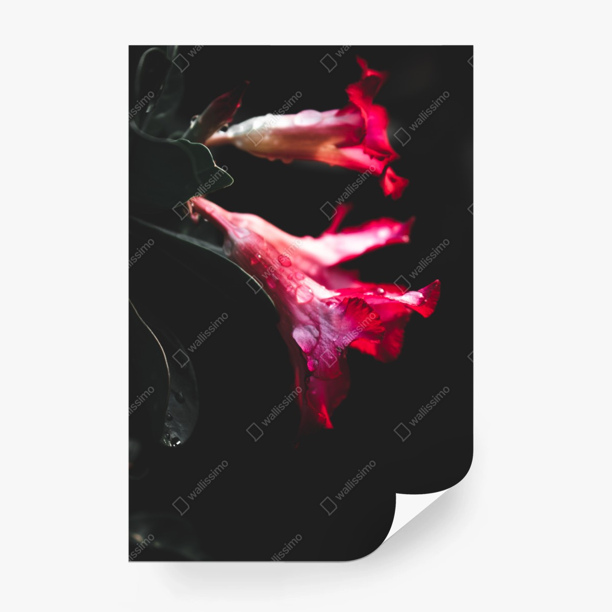 Fototapete rosa trompetenblume mit tau – Wallnifity® Fototapete rosa trompetenblume mit tau – Wallnifity®