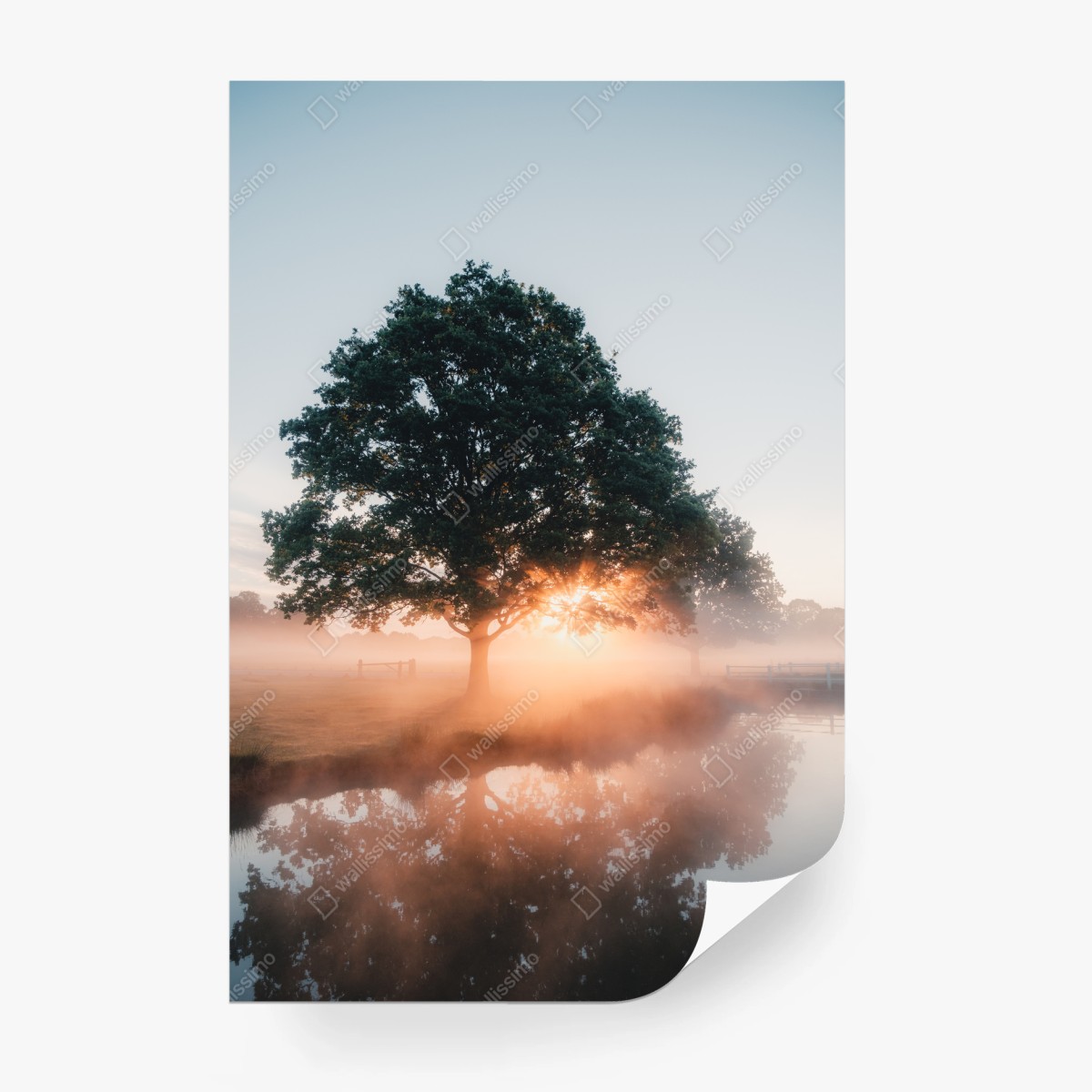 Fototapete nebeliger sonnenaufgang am eichenbaum – Wallnifity® Fototapete nebeliger sonnenaufgang am eichenbaum – Wallnifity®