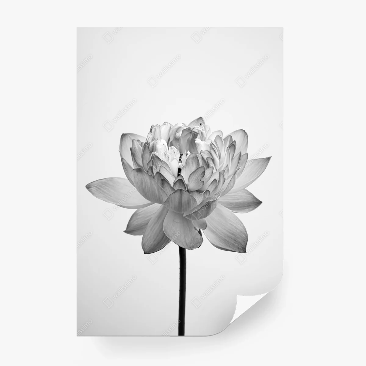 Fototapete ruhevoller lotus in graustufen – Wallnifity® Fototapete ruhevoller lotus in graustufen – Wallnifity®