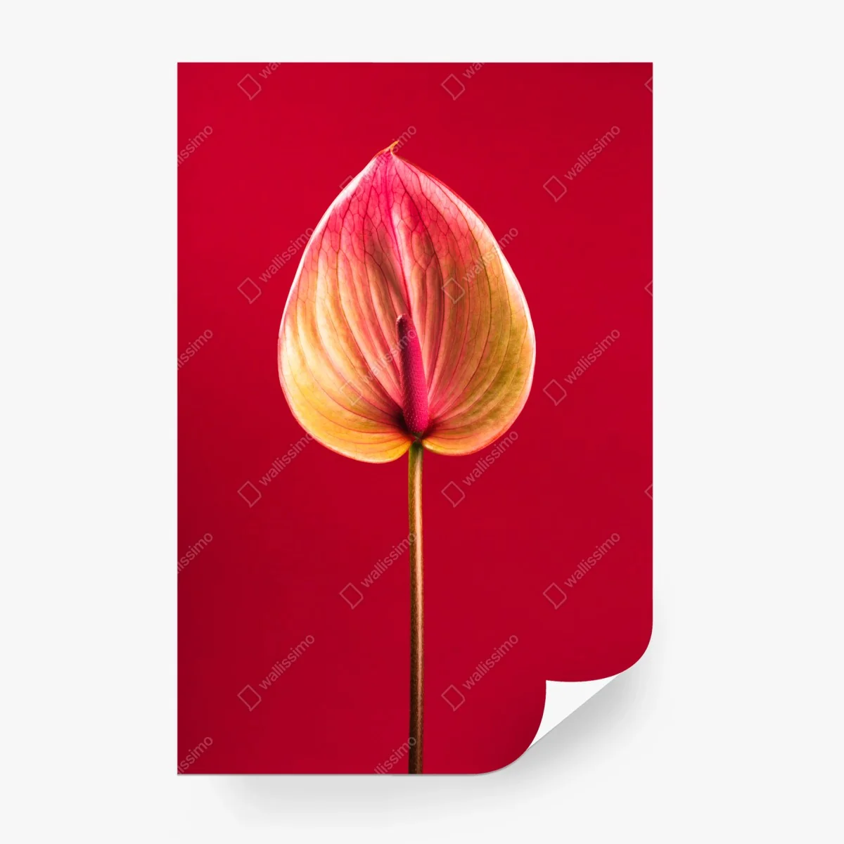 Fototapete elegantes anthurium vor rotem hintergrund – Wallnifity® Fototapete elegantes anthurium vor rotem hintergrund – Wallnifity®