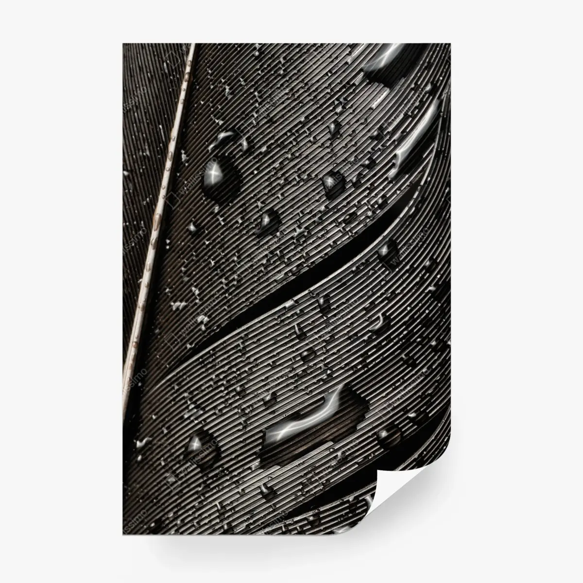 Fototapete monochrome feder mit wassertropfen – Wallnifity®