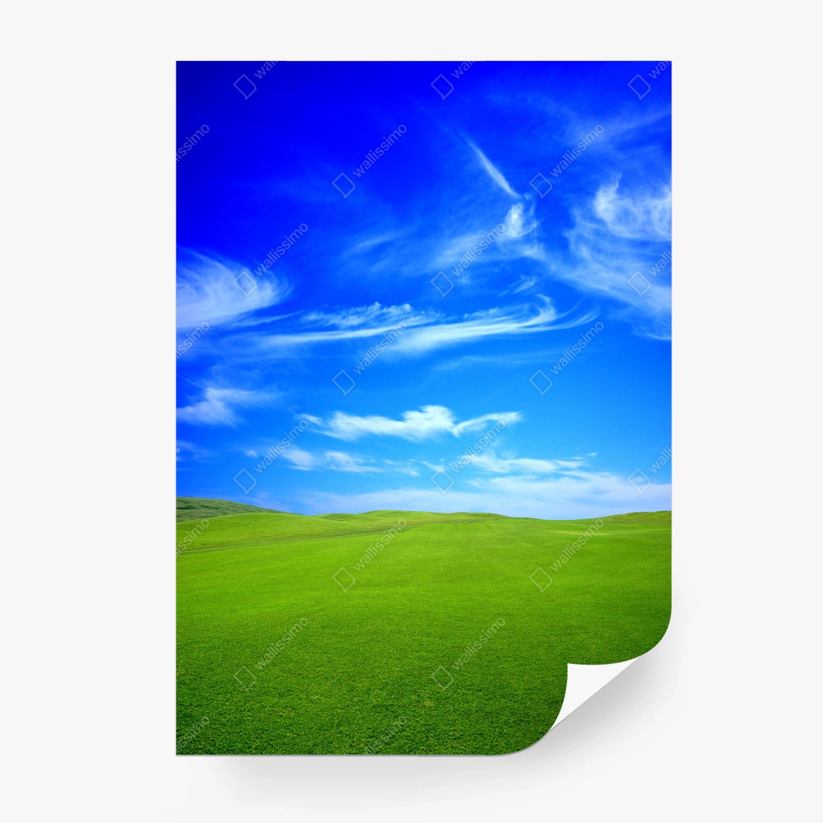 Fototapete grüne wiese unter blauem himmel – Wallnifity®