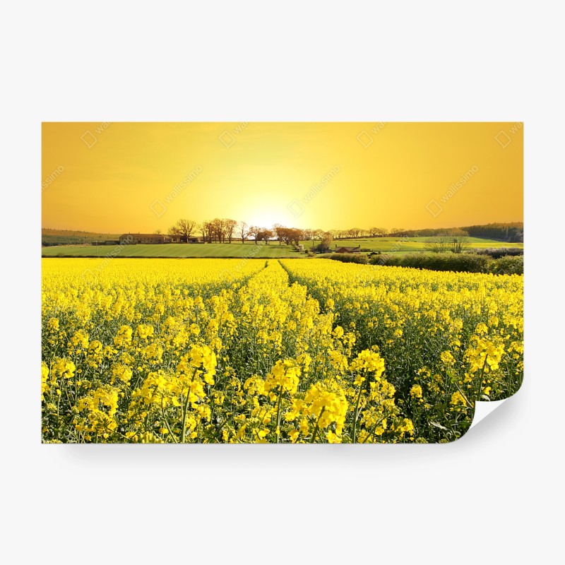 Wiesen – Wallnifity®