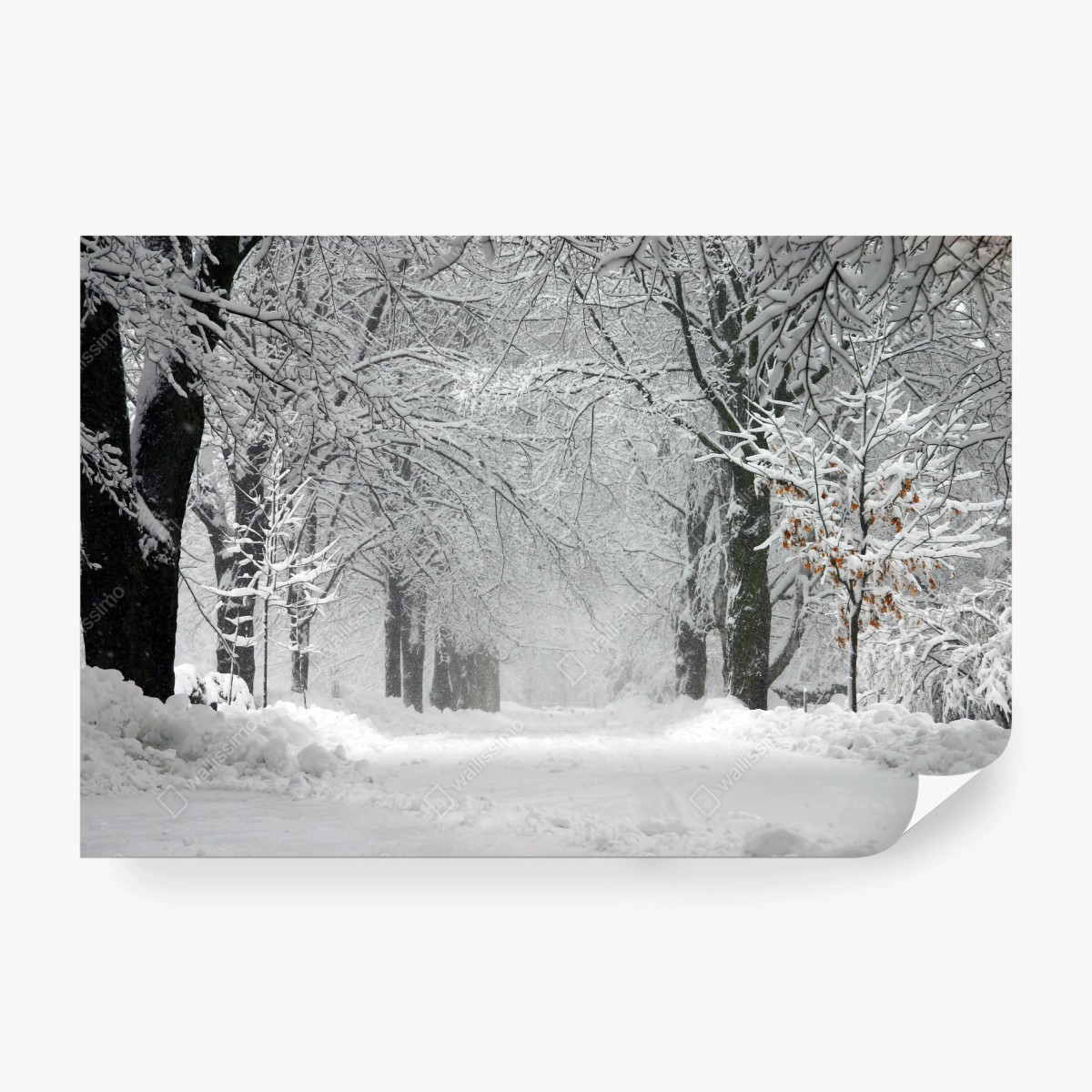 Fototapete ruhiger winterwaldweg – Wallnifity®