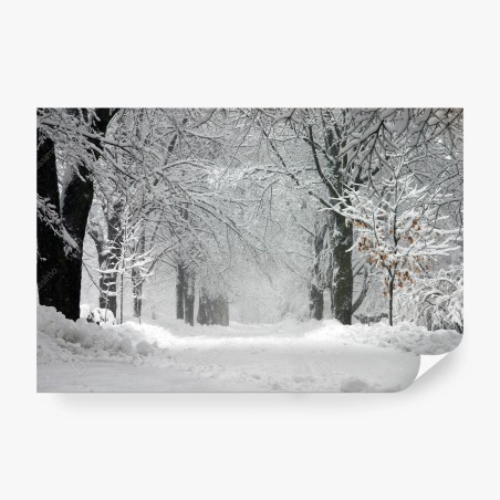 Fototapete ruhiger winterwaldweg – Wallnifity®