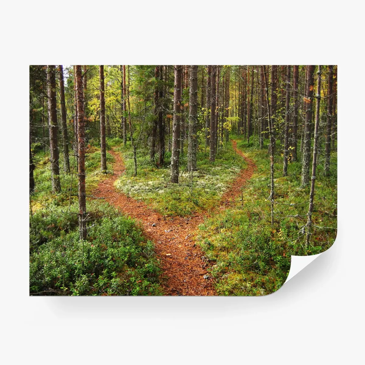 Fototapete ruhiger waldpfad im kiefernwald – Wallnifity®