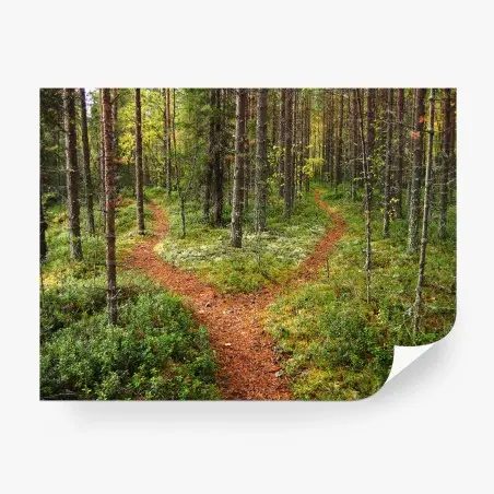 Fototapete ruhiger waldpfad im kiefernwald – Wallnifity®