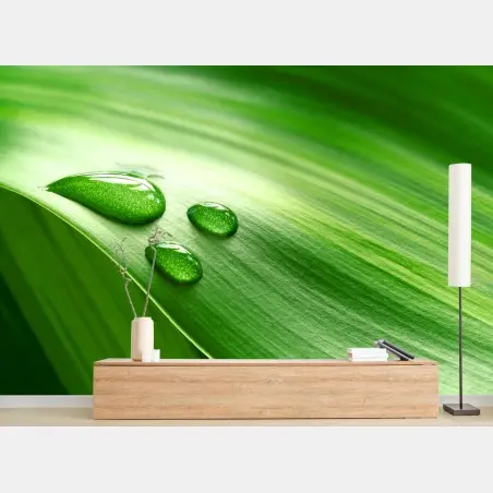 Fototapete frisches grünes blatt mit tauperlen – Wallnifity®
