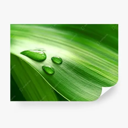 Fototapete frisches grünes blatt mit tauperlen – Wallnifity®