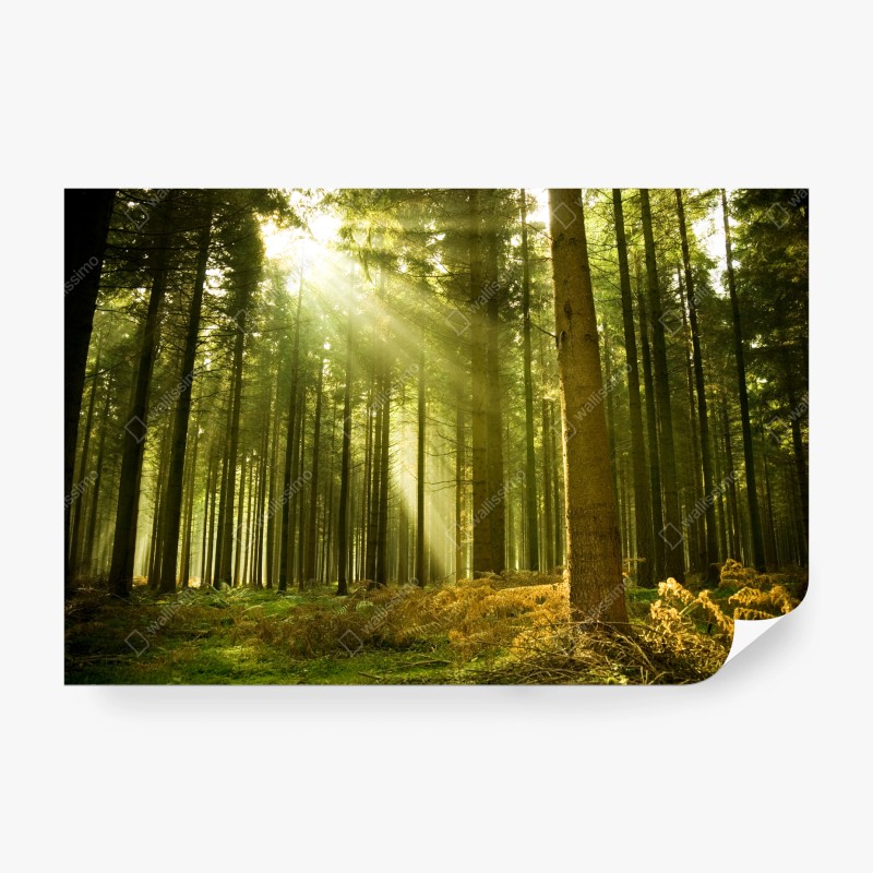 Fototapeten – Wallnifity®